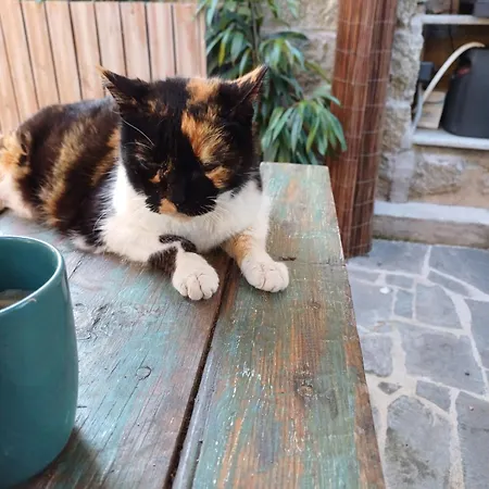 Séjour chez l'habitant Casaluna, Climatisée Dans Maison De Village Sotta
